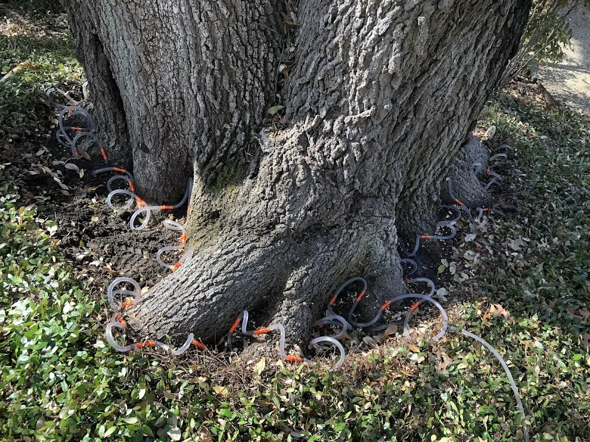 Detailed Tree Cabling and Bracing job site in Mantua
