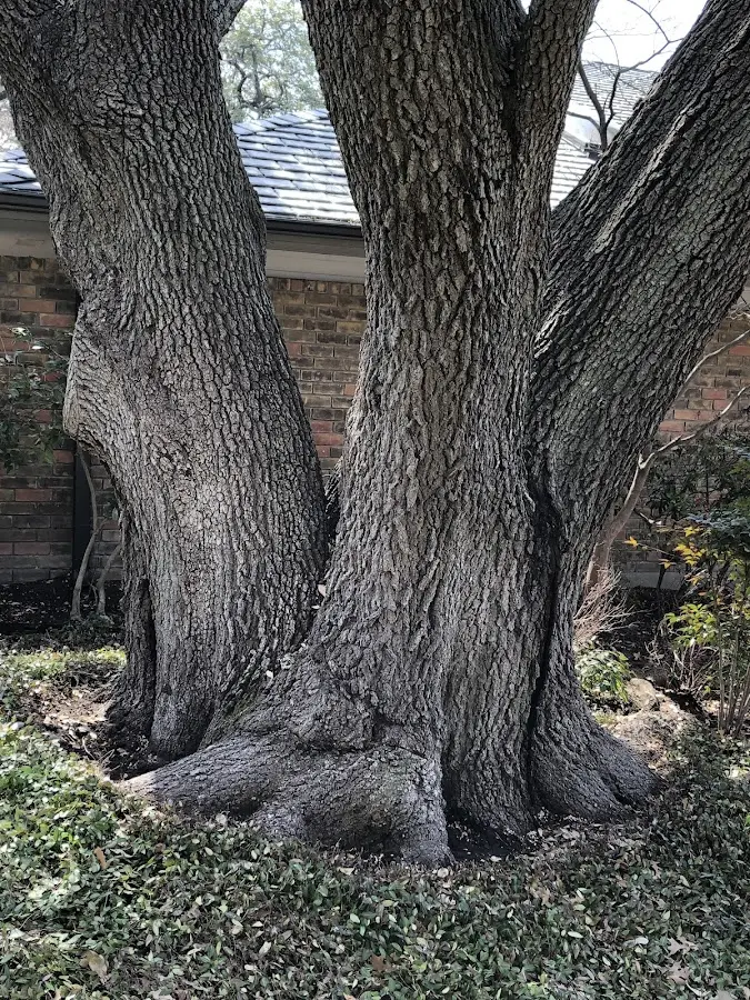 Mature heritage tree close to a Mantua property cared for by certified arborists